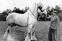 farm horse, also known as a cart horse, shire horse and work horse