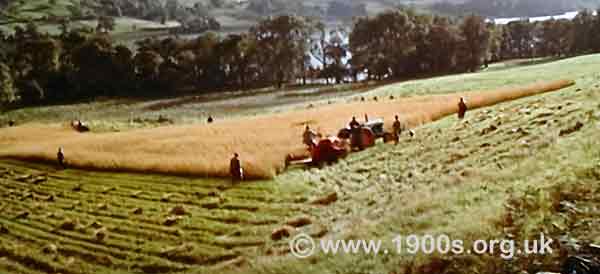 Island of corn in the centre of a cornfield during harvesting.