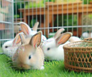 rabbits kept for food