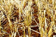 Stubble left after corn is cut