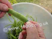 Snapping off the end of a bean with thumb and forefinger.