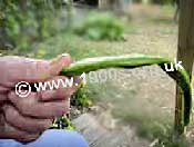 Lumpy runner bean that should be discarded.