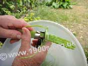 The gadget separating out the strings from the sliced bean.